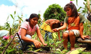Es necesario intensificar los esfuerzos con el fin de dar una pronta respuesta a los 47 millones de latinoamericanos y caribeños que aún sufren la subalimentación.