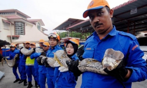 Fueron necesarios seis hombres para levantar el reptil y trasportarlo sano y salvo a las oficinas de las autoridades locales