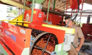 Sancti Spíritus pudiera vender en esta campaña más del 70 % de su café de primera calidad.