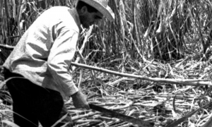 Reynaldo Castro machetero millonario y Héroe del Trabajo de la República de Cuba. 22/05/1965