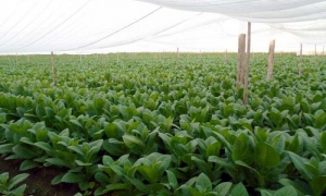 Las 800 hectáreas de tabaco tapado, destinadas a la obtención de capas para el torcido de exportación, ya están plantadas.