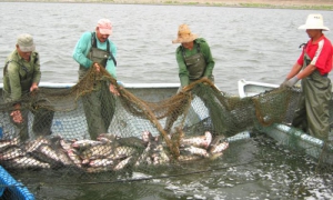 Empresa Pesquera de Camagüey-Las campañas de captura en Camagüey se deciden en la Presa Jimaguayú, la más fértil de Cuba.