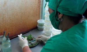 La producción de vitroplantas ayuda a introducir variedades en poco tiempo y a incrementar los rendimientos. Biofábrica pinareña