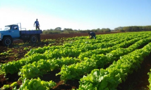 empresa de cultivos varios Horquita
