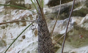 Coccothrinax rígida