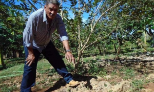 Para sembrar en muchos sitios de la península, hay que buscar el lugar adecuado entre las piedras y abrir el hueco con un pico, para poner la planta, explica Rolando.