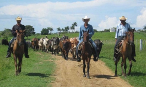 La comunidad científica camagüeyana mantiene como prioridad el desarrollo ganadero de la provincia.