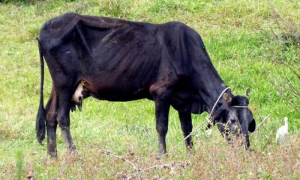 Vacas flacas a causa de la sequía