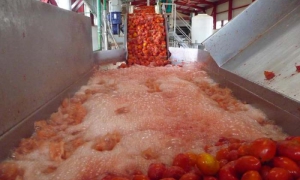 La industria del Valle de Caujerí cierra la zafra con unas 8 000 toneladas molidas. 