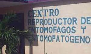centros reproductores de entomófagos y entomopatógenos (CREE)