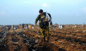 La siembra de caña constituyó la actividad fundamental de este domingo.
