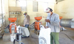 Aunque los rendimientos productivos son muy elevados, la capacidad industrial no se corresponde con tales volúmenes. foto de la autora