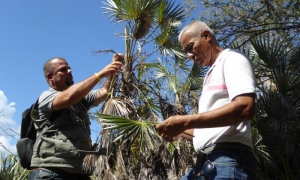 El experto en palmas Milian Rodríguez (izquierda), colecta muestras de Coccothrinax munizii, en Tortuguilla. A su derecha Guillermo Lemes, de la Universidad de Guantánamo.