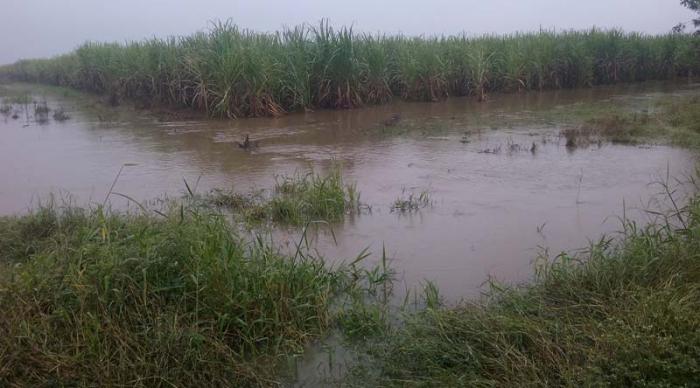 Drenar los campos, según las condiciones de cada lugar, es una de las medidas inmediatas.           