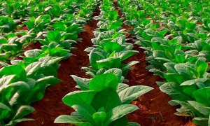 Las nuevas formas en la producción de posturas para la siembra del tabaco posibilitan mejores resultados en la siembra de este rubro exportable