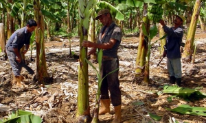 De abril del 2017 a marzo del 2018, el bloqueo causó afectaciones a la Industria Alimentaria y a la Agricultura por 413 793 100 dólares. foto: Jorge Luis González
