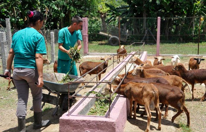 Una mezcla de king grass y plantas proteicas es empleada en la alimentación del ganado menor. Fotos del autor