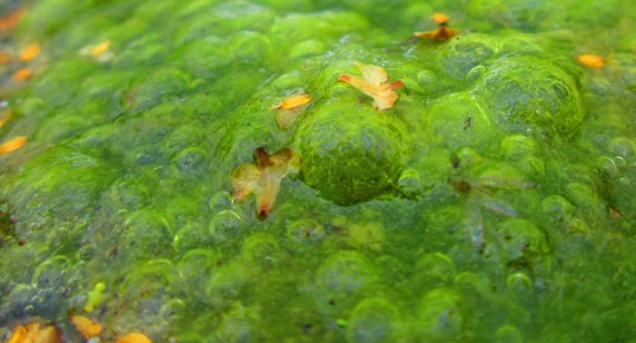 biocombustible a partir de algas de agua dulce