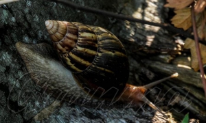 Caracol Gigante Africano, finca Santa Elena, Santiago de las Vegas, Boyeros