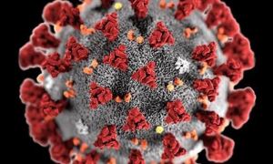 Coronavirus
