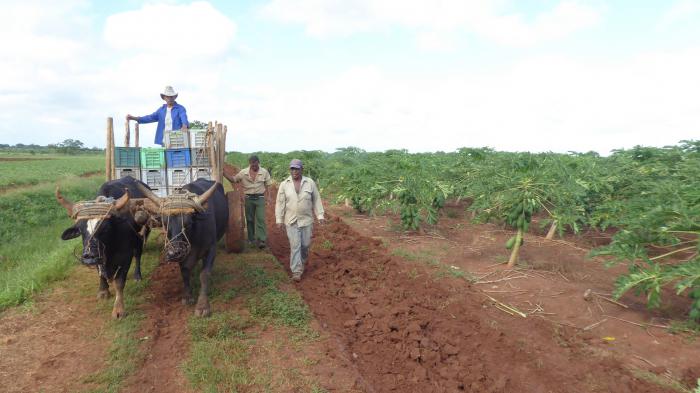 En Horquita se realiza ahora la cosecha de la frutabomba.