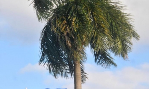 Soy Cuba, la bandera cubana y la palma real.