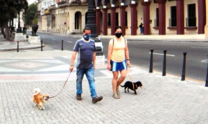 Se prevé  la creación del Centro Nacional de Sanidad Animal (Cenasa) como ente rector de la aplicación del Decreto-Ley, una norma que va a contener un orden contravencional para penalizar aquellas conductas lesivas hacia los animales. foto: Endrys Correa Vaillant
