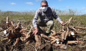 El doctor Sergio Rodríguez Morales es un fuerte promotor del cultivo de la yuca en Cuba. 