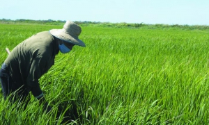Uno de los lotes de la ccs Fernando Echenique pinta de verde el paisaje tras la siembra de arroz. foto de la autora
