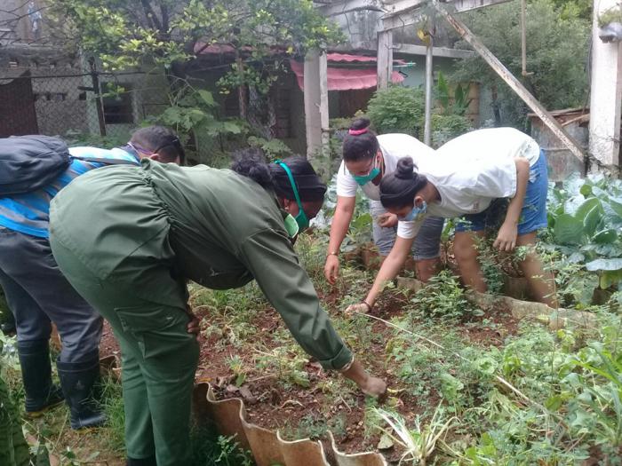 El país dirige todos sus esfuerzos a producir más alimentos para la población, por diversas vías, y no cruzarse de brazos ante la actual situación de pandemia y recrudecimiento del bloqueo económico estadounidense contra Cuba. foto: gladys Leidys Ramos López