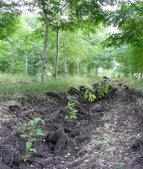 Las nuevas plantaciones muestran vitalidad. Foto del autor