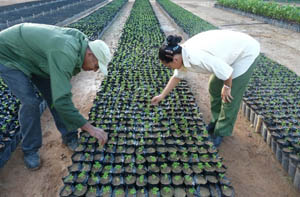 Fomentan En Guantanamo Siembra Del Guayacan Negro granma