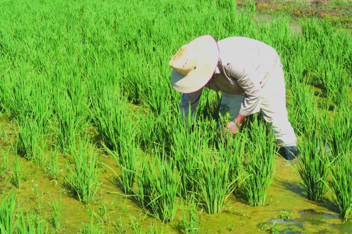 Garantizar el autoabastecimiento y la sustitución de importaciones son metas para el cultivo de arroz