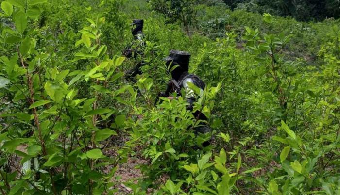 Más de 11 mil hectáreas de coca fueron eliminadas en Colombia en 2025