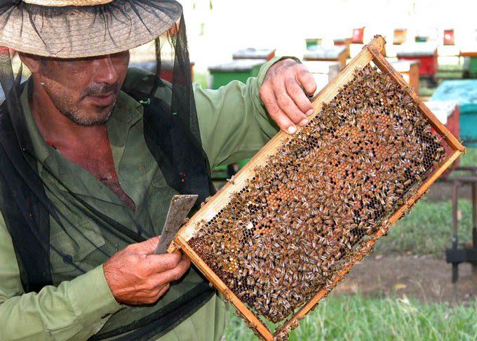 Granma se alista para temporada alta en la Apicultura