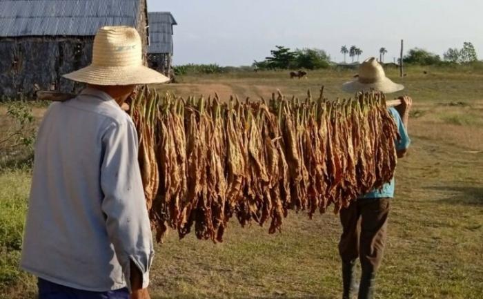Sancti Spíritus ensarta otra vez la ruta del tabaco