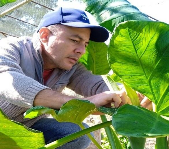 Obtienen en Cuba la semilla botánica de la malanga Xanthosoma spp