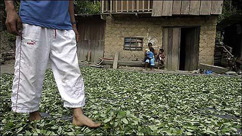 Decenas de miles de campesinos colombianos dependen de los
ingresos de los cultivos ilícitos para subsistir. / 