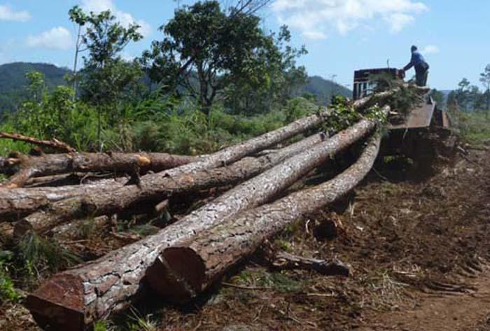 Medios potentes como el tractor de esteras TT4 son imprescindibles en la extracción de madera en las montañas de Baracoa. / 