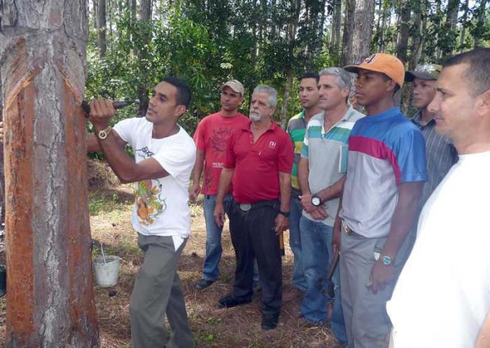 La tecnología de la resinación es aprendida por personal de diferentes partes del país.