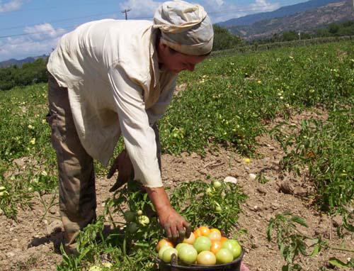 La cosecha de tomate constituye la principal actividad productiva en Valle de Caujerí. 
