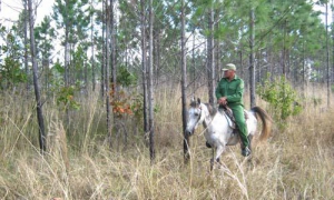 Guardabosques 