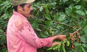 Cafetal