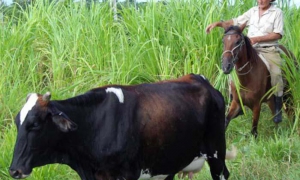 Vaquería Niña Bonita