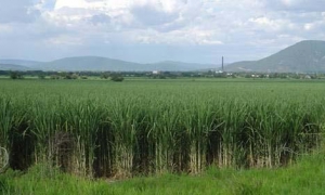 Fábrica ciego
