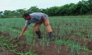 agricultura sostenible