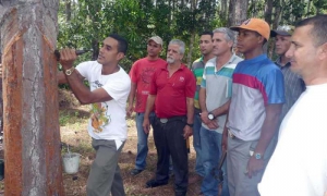 En Pinar del Río entrenan en la extracción de resina de pino