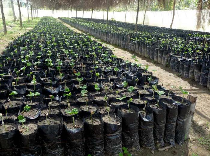 Vivero de café.