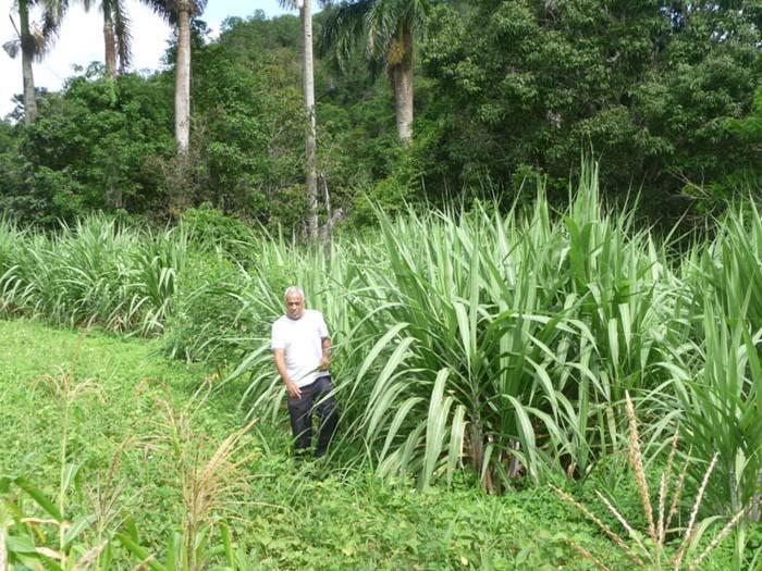 Hombre parado al lado de plantaciones de caña.