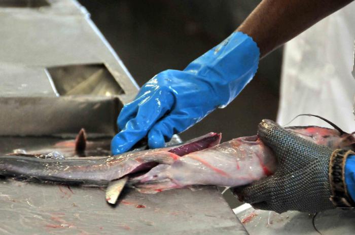 Trabajo sobre empresa de la pesca en la,isla de la juventud
